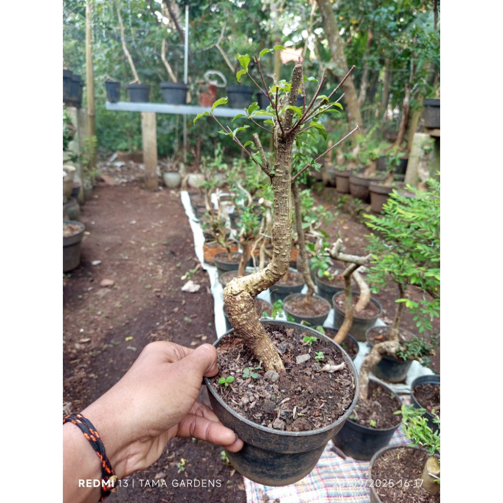 Bahan bonsai sakura mikro bonggol unik berkarakter