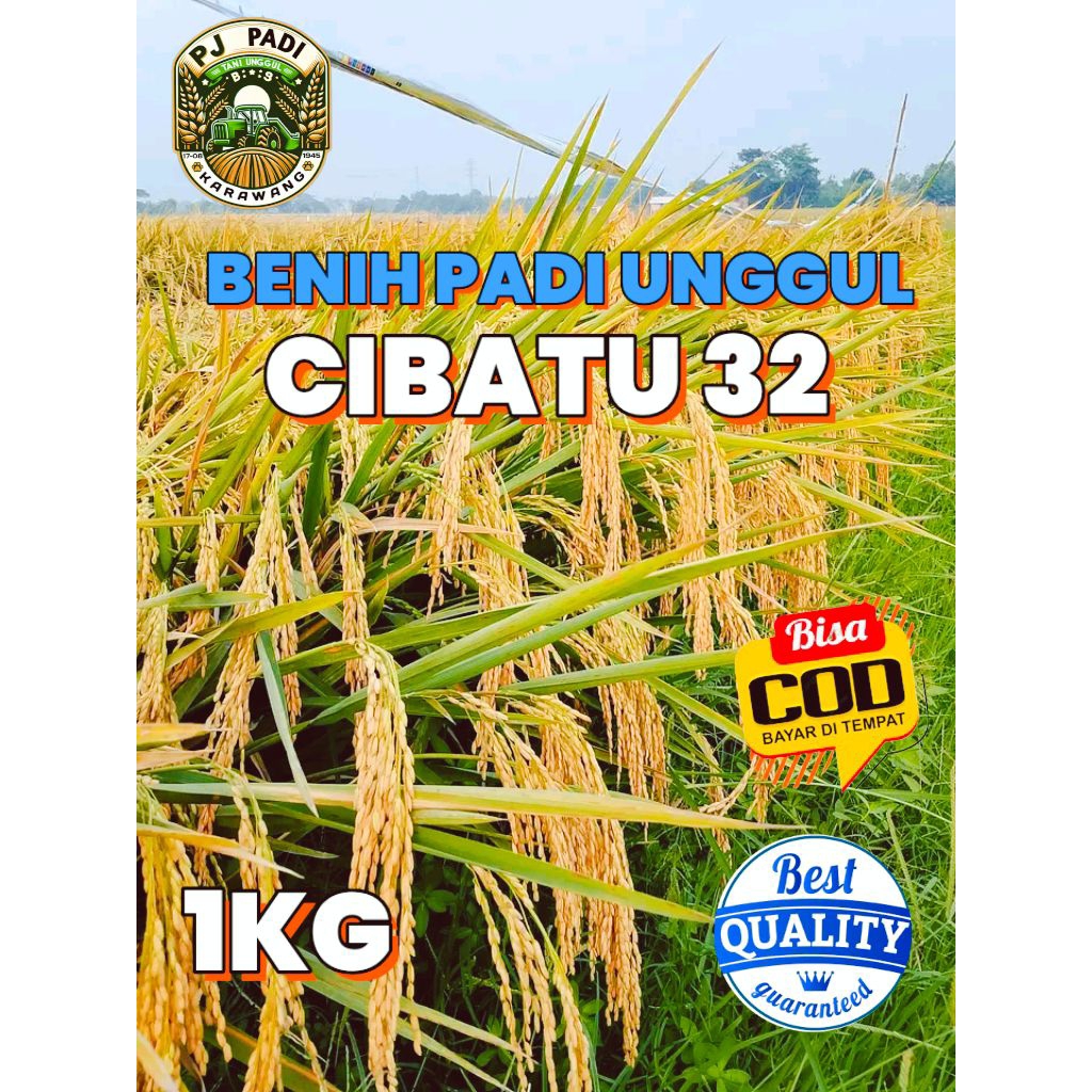 BENIH PADI UNGGUL BERKUALITAS CIBATU 32 KEMASAN 1KG