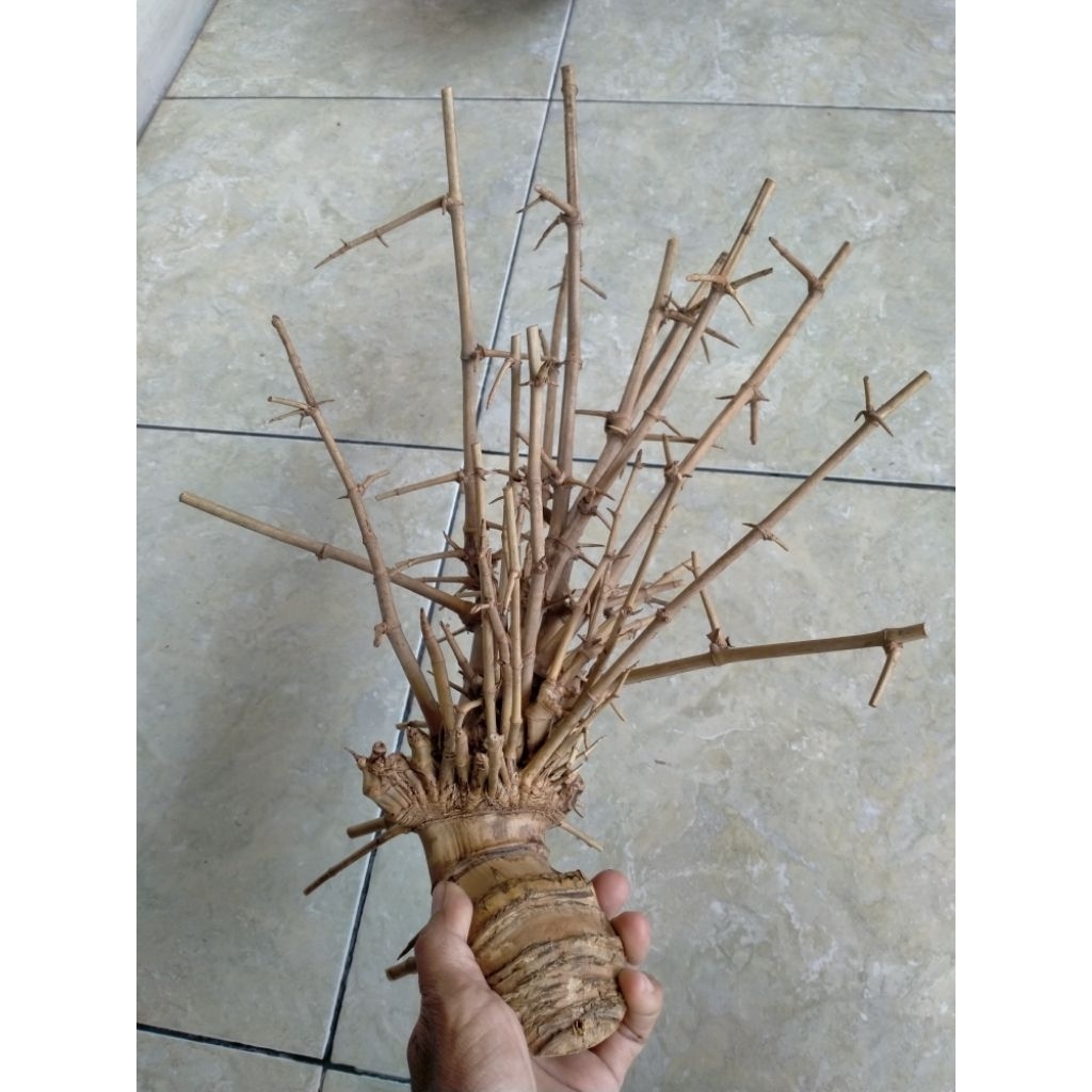 BAMBU UNIK DAMPIT 5 CARANG JUGA DAMPIT RUAS PENDEK COMBONG (45 CM) ORI ISTIMEWA BOS