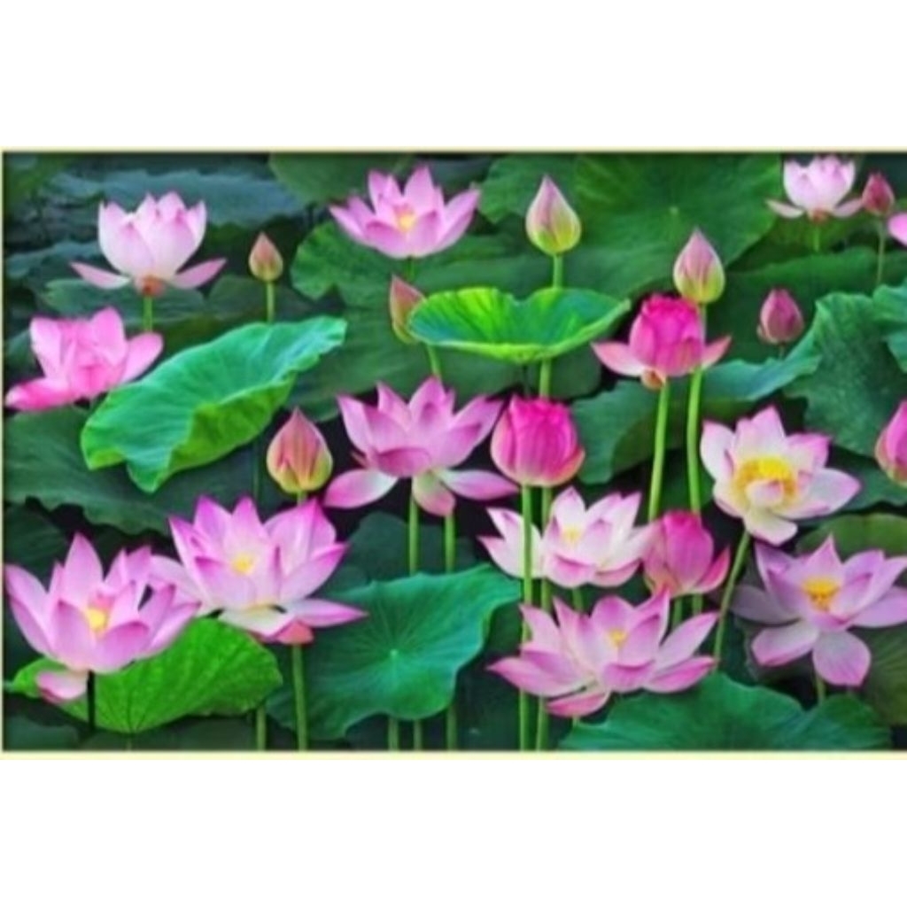 paket kristik bunga lotus pink teratai full cross stitch 14ct kerajinan tangan sulaman jahit craft k