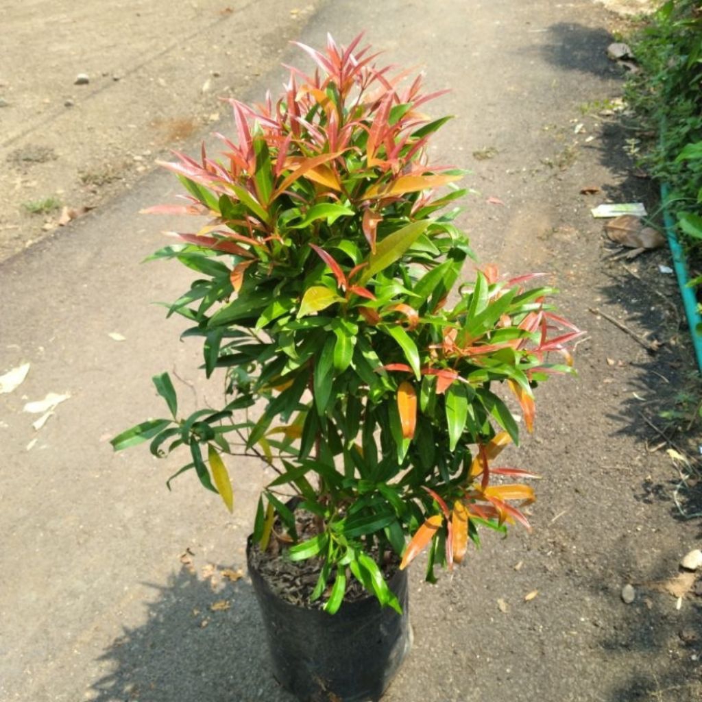 Pucuk merah 30cm - 50cm