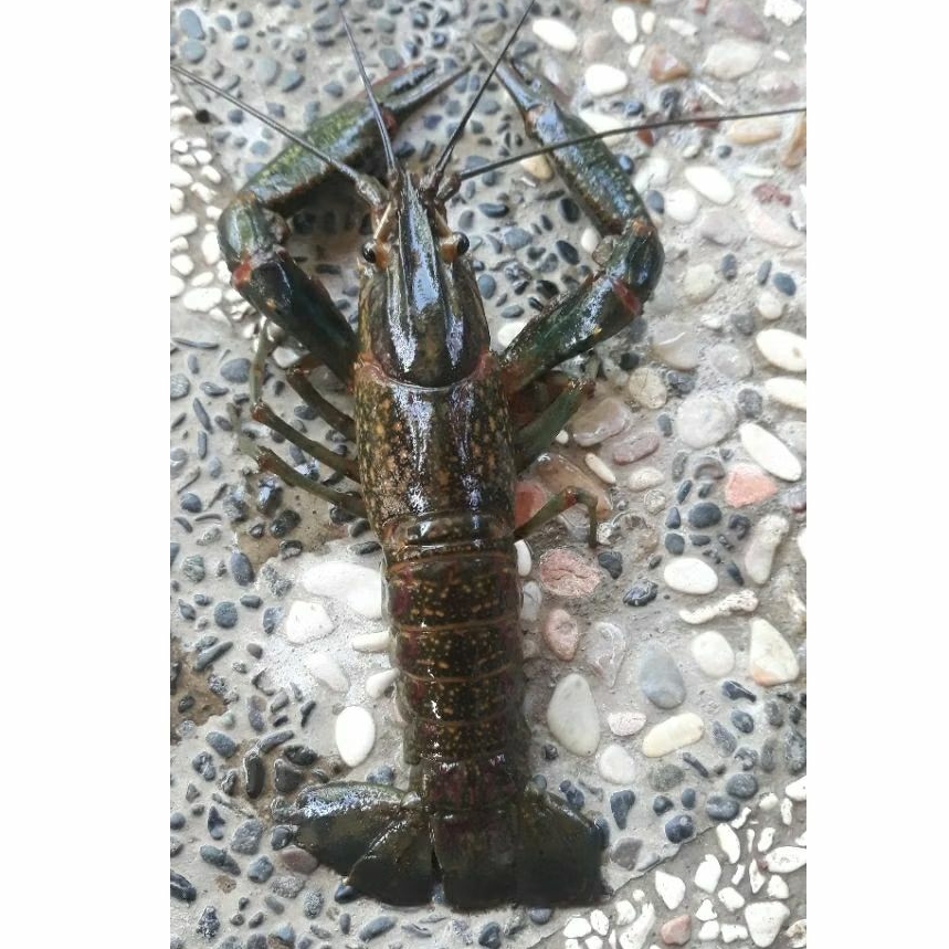 indukan lobster konsumsi redclow rize 10-13cm.jminsn hidup