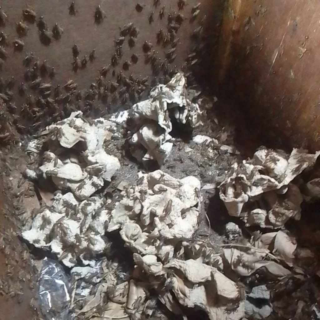 JANGKRIK ALAM HIDUP 1/2 KG DAN 1 KG UNTUK PAKAN BURUNG BERKICAU , IKAN CANA , ARWANA , GABUS