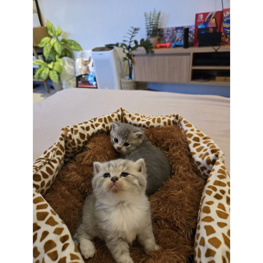 Kitten British Shorthair / anak Kucing BSH