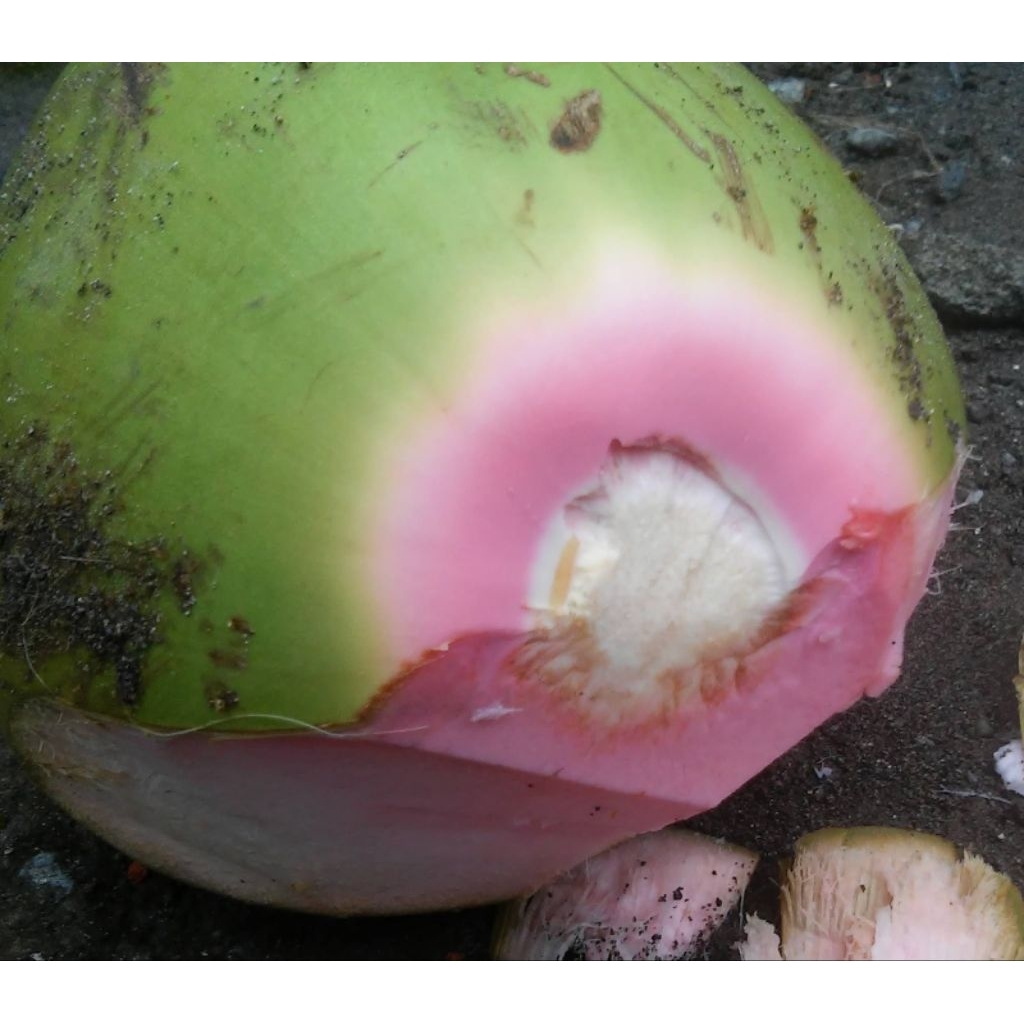 Kelapa ijo obat