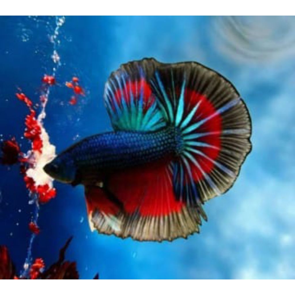 ikan cupang halfmoon gen super red murah meriah