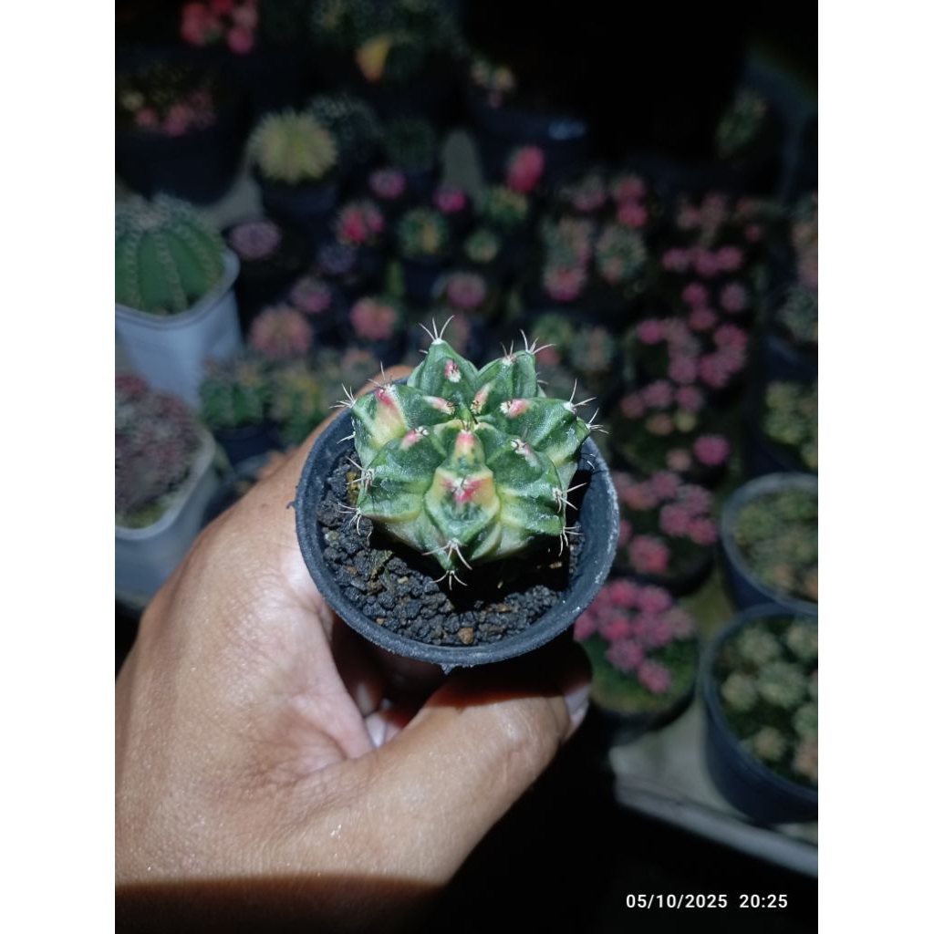 cactus miha K3