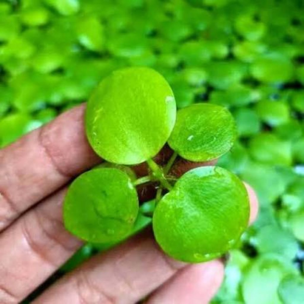 hiasan aquarium tanaman frogbit amazon per bibit
