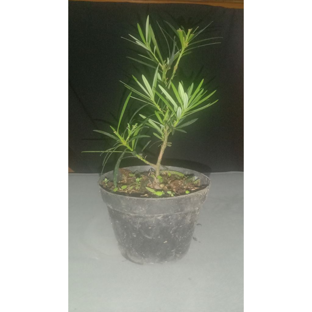 lohansung lidah burung,bahan bonsai