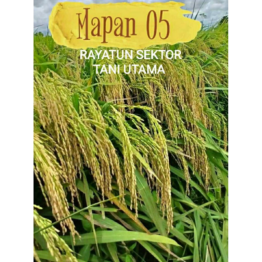 (5KG) BENIH PADI UNGGUL MAPAN 05