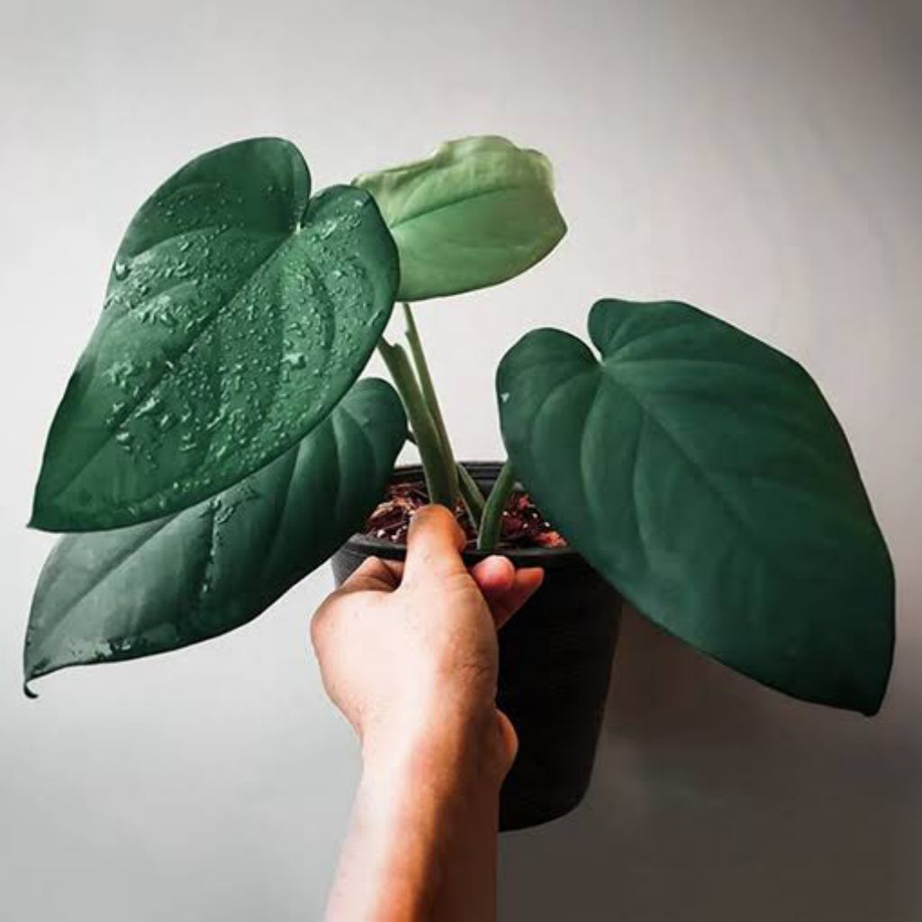 Syngonium Chiapense / Syngo Chiapense