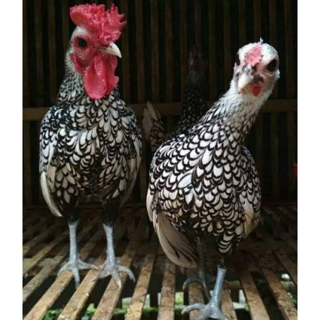 Ayam Batik Italia | Ayam Batik | Ayam Italia | Dewasa | Yan45