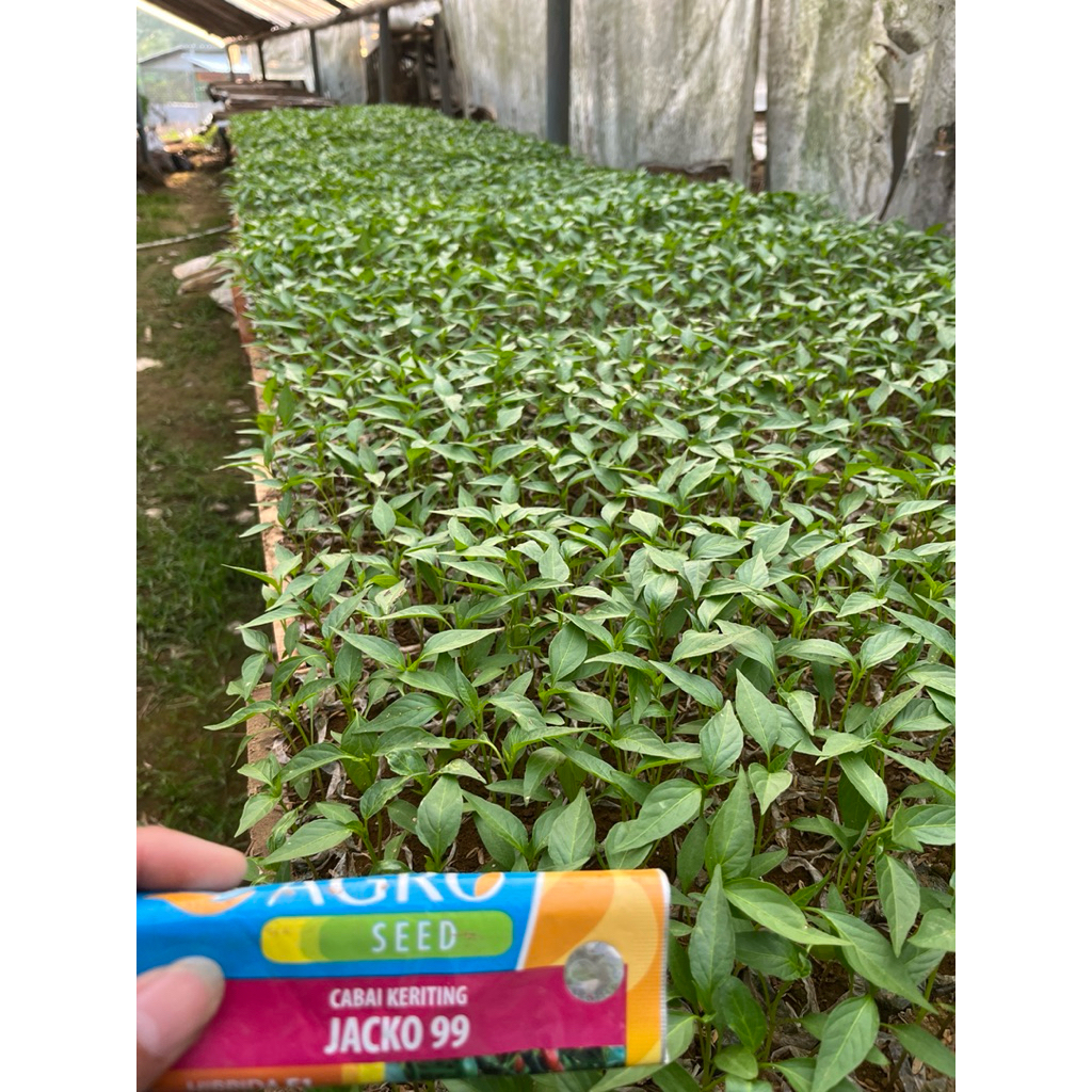 paket 10 batang bibit cabai keriting varietas JACKO 99 siap tanam