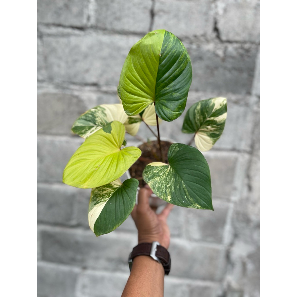 Homalomena Rubescens Varigata