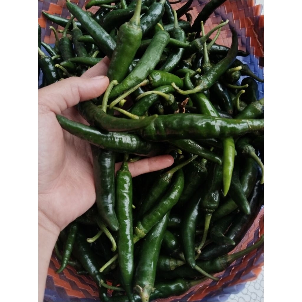 CABAI HIJAU BESAR 1KG
