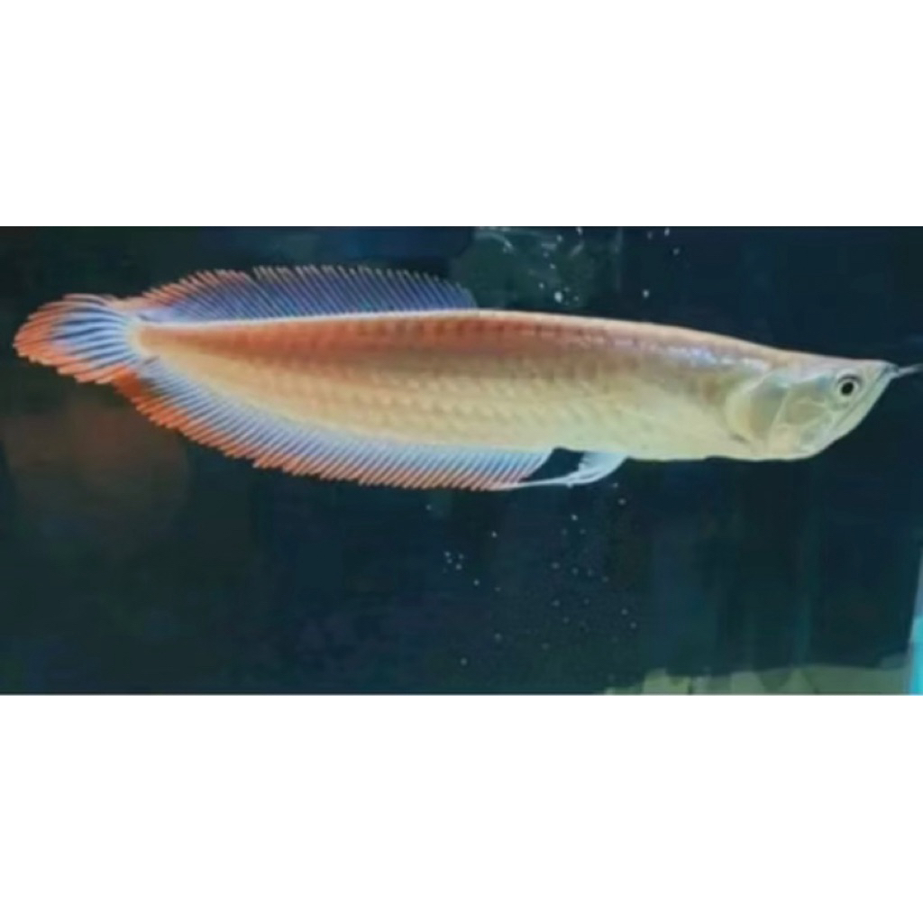 hiasan Aquarium arwana silver red 15-20cm