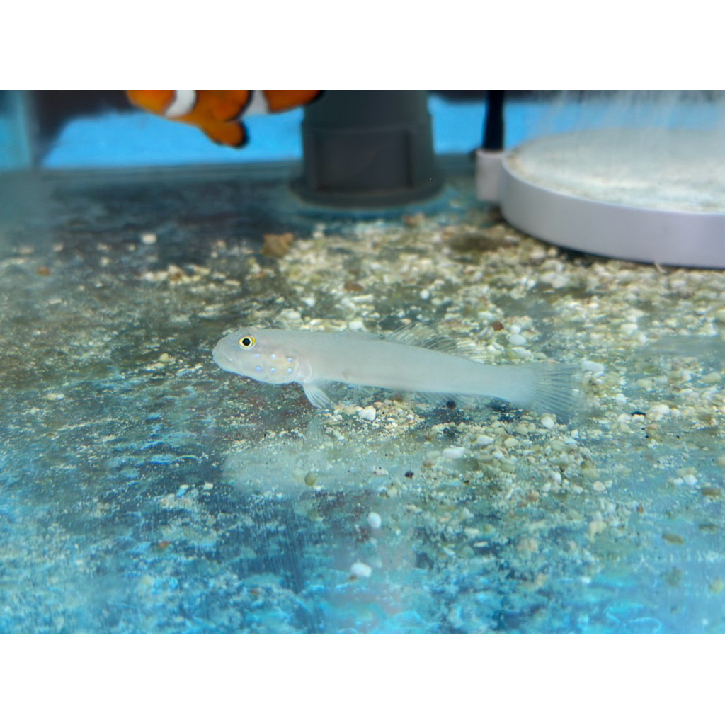 ikan jabing pasir air laut cleaning crew pemakan lumut pasir