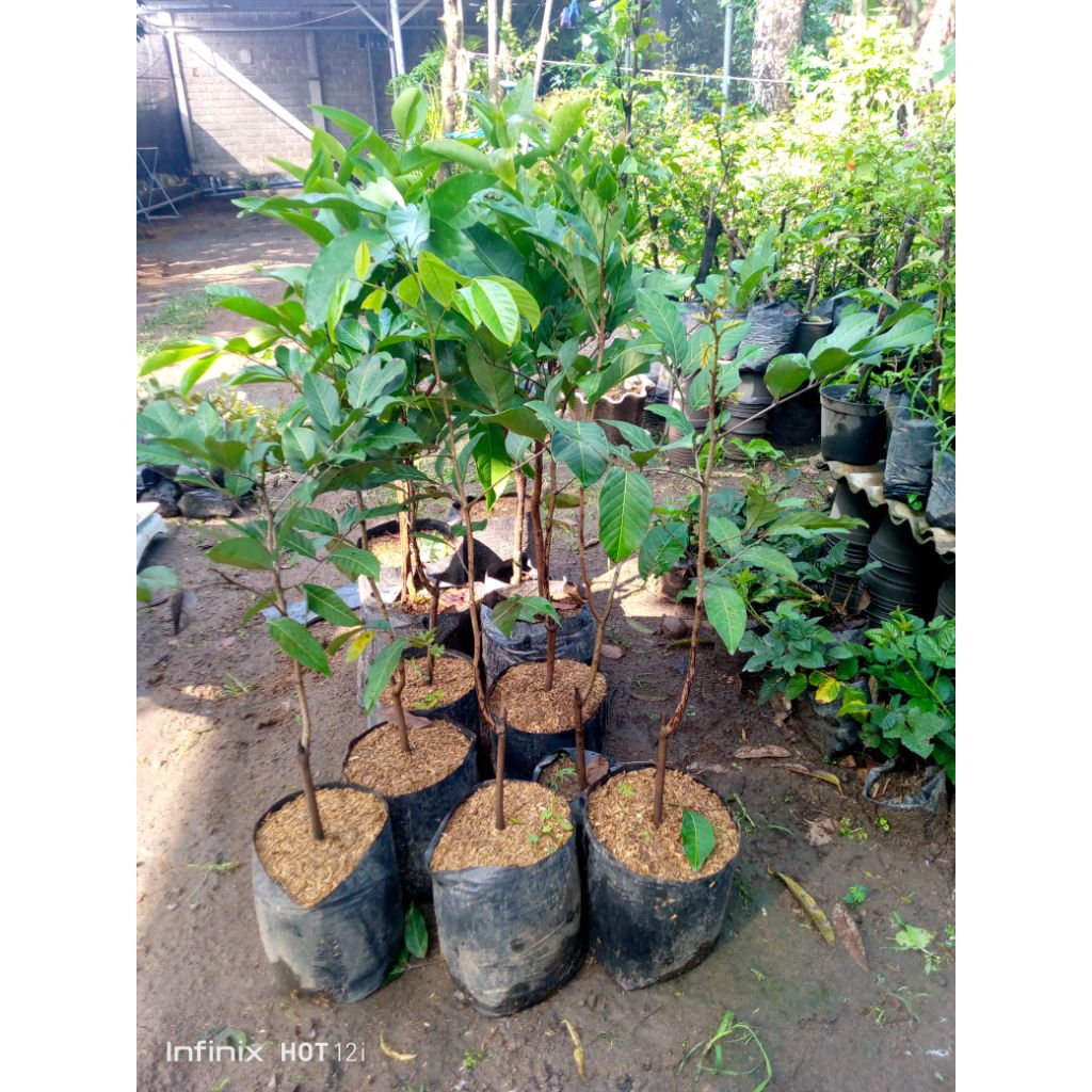 bibit RAMBUTAN RAFIAH BINJAI rimbun cepat berbunga