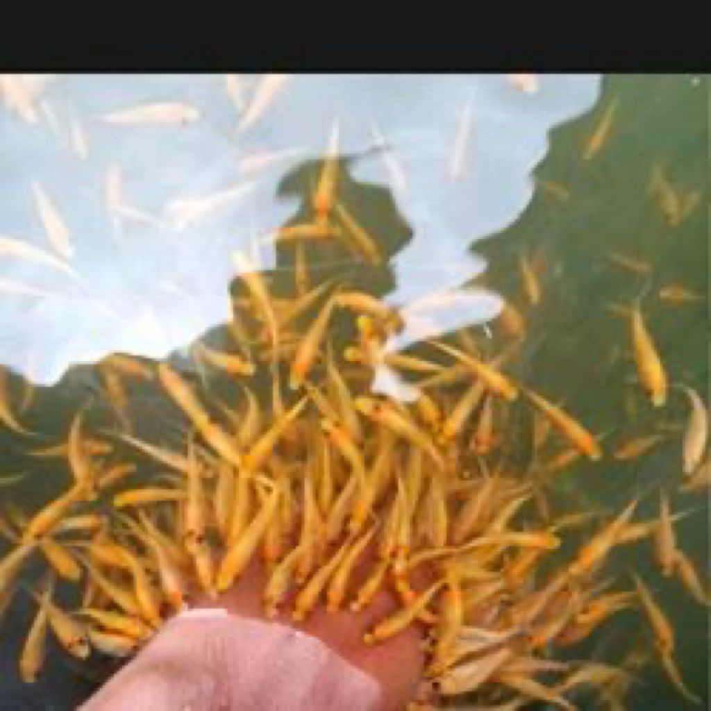 ikan terapi lemon paket 100 ekor