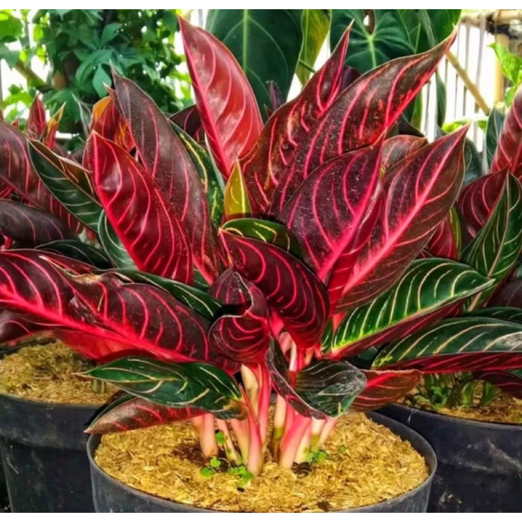 PROMO!! Tanaman Hias Aglonea Red Sumatra-Bibit Aglonema Red Sumatra Daun 2-5-Aglonema Red Sumatra