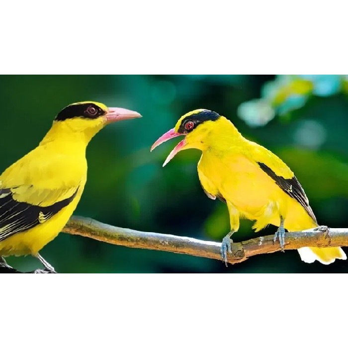 Burung kepodang mas siapan sepasang jantan dan betina