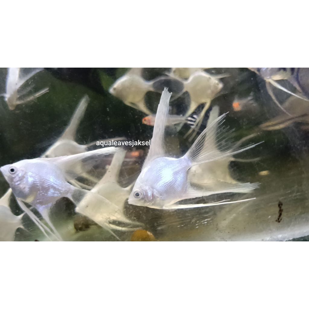 Manfish platinum slayer