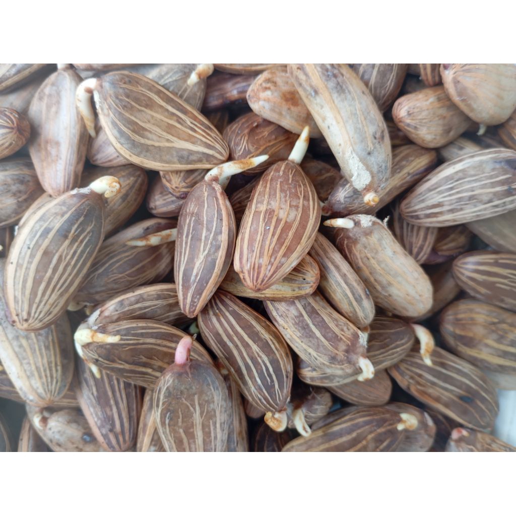 biji bibit kakao iso 500 bibit unggul promo