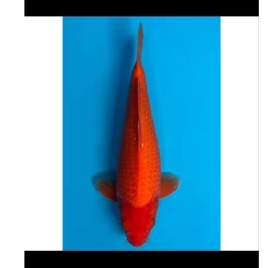 bibit koi penjinak kolam mix kohaku 5 ekor