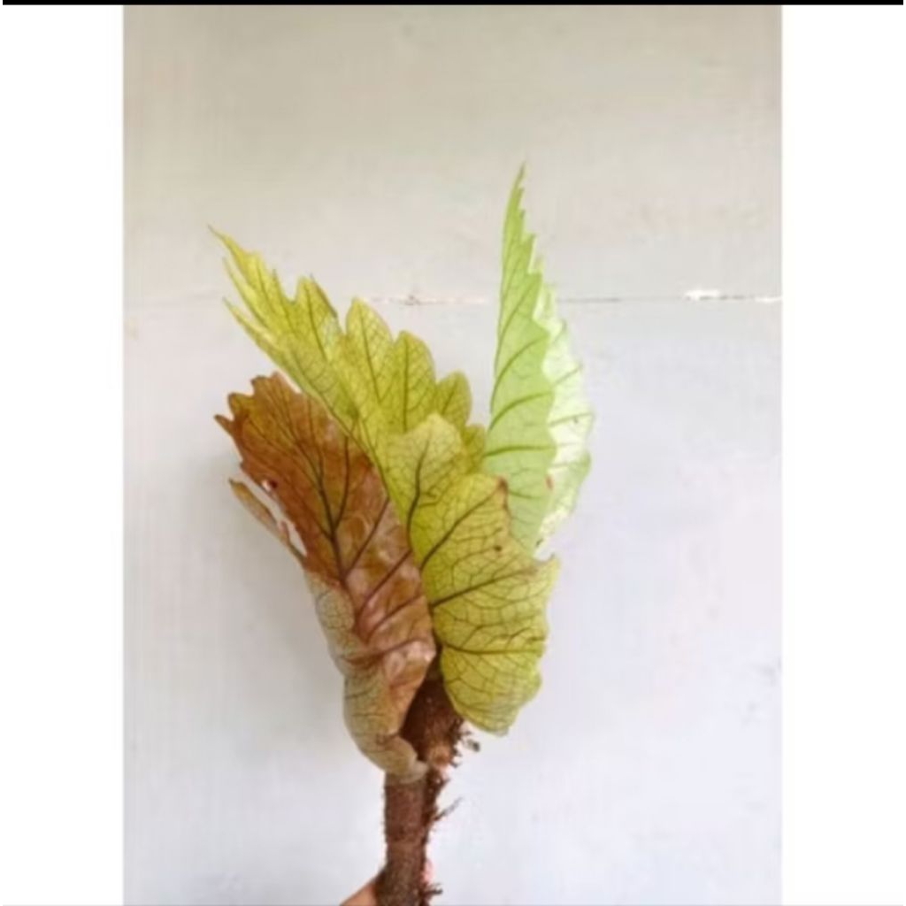 Tanaman hias Kadaka Aglaomorpha/Tanaman hias dinding