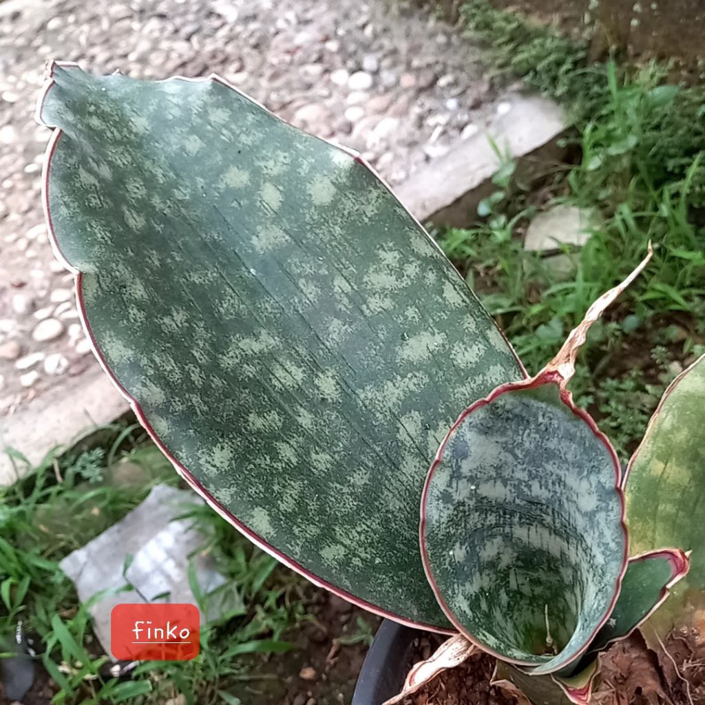 ES. 21833. sansevieria sp. Mafinga km 12, Tanzania