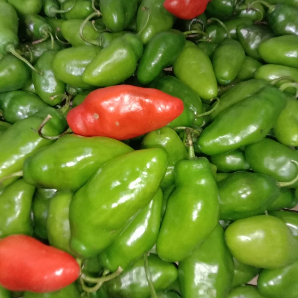 CABAI GENDOT/GENDOL BERKUALITAS 1KG