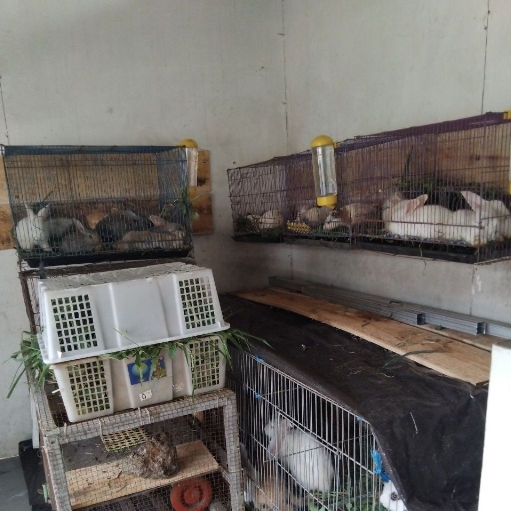 anakan kelinci lokal