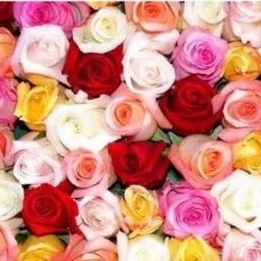 mawar holand tanpa duri