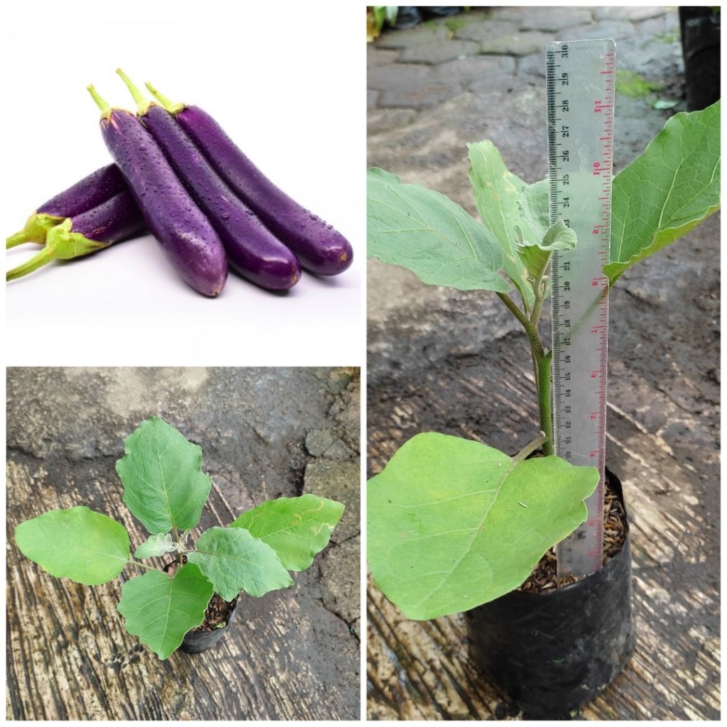 BIBIT TERONG UNGU SIAP TANAM