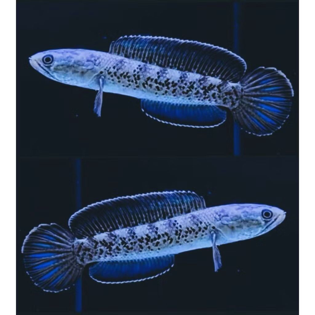 Stewarti Karbialong 3-5cm (Sudah pelet)