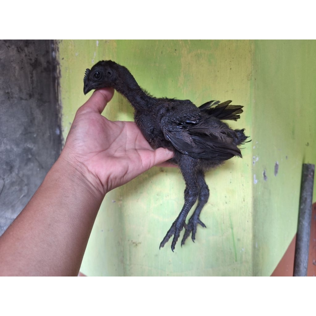 D.O.C Ayam Cemani Super