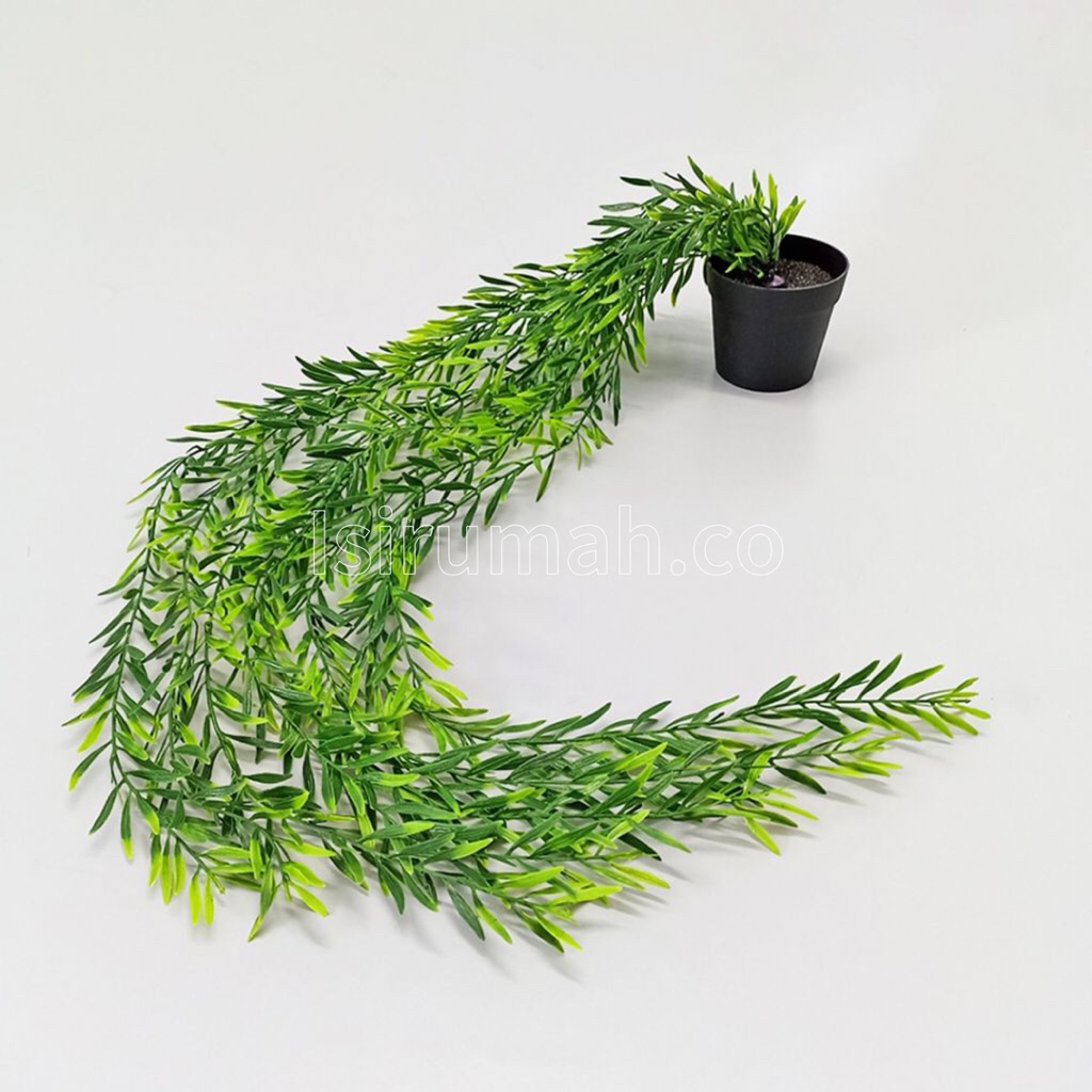 Daun rambat pot/tanaman rambat/tanaman daun palsu