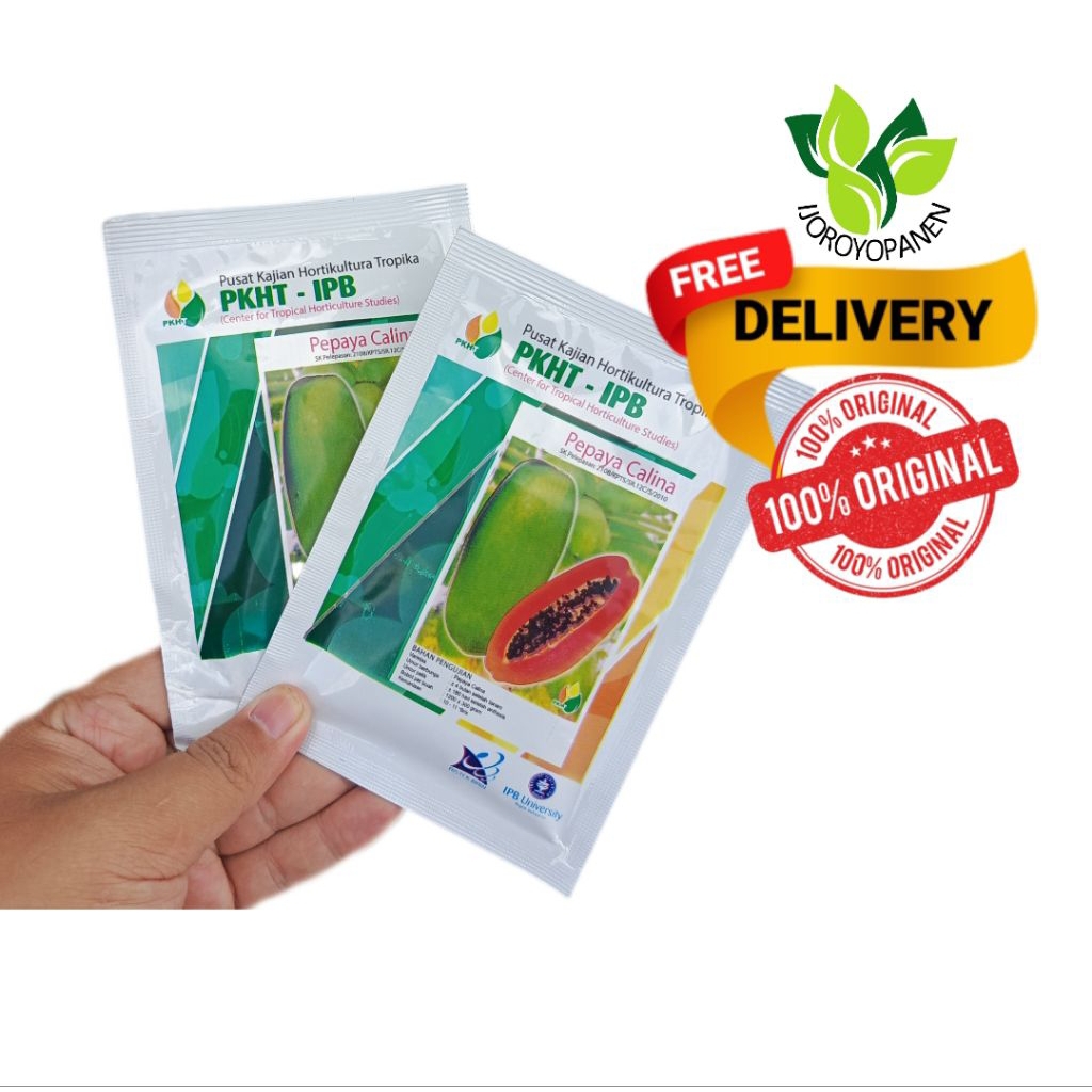 benih pepaya California pkht IPB calina isi 250 butir