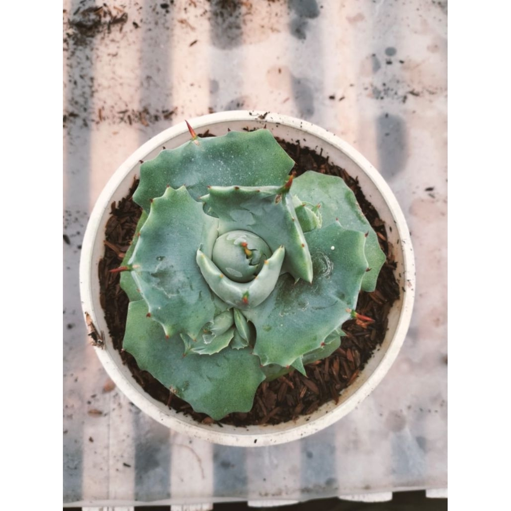 Agave Shoherojin Blue