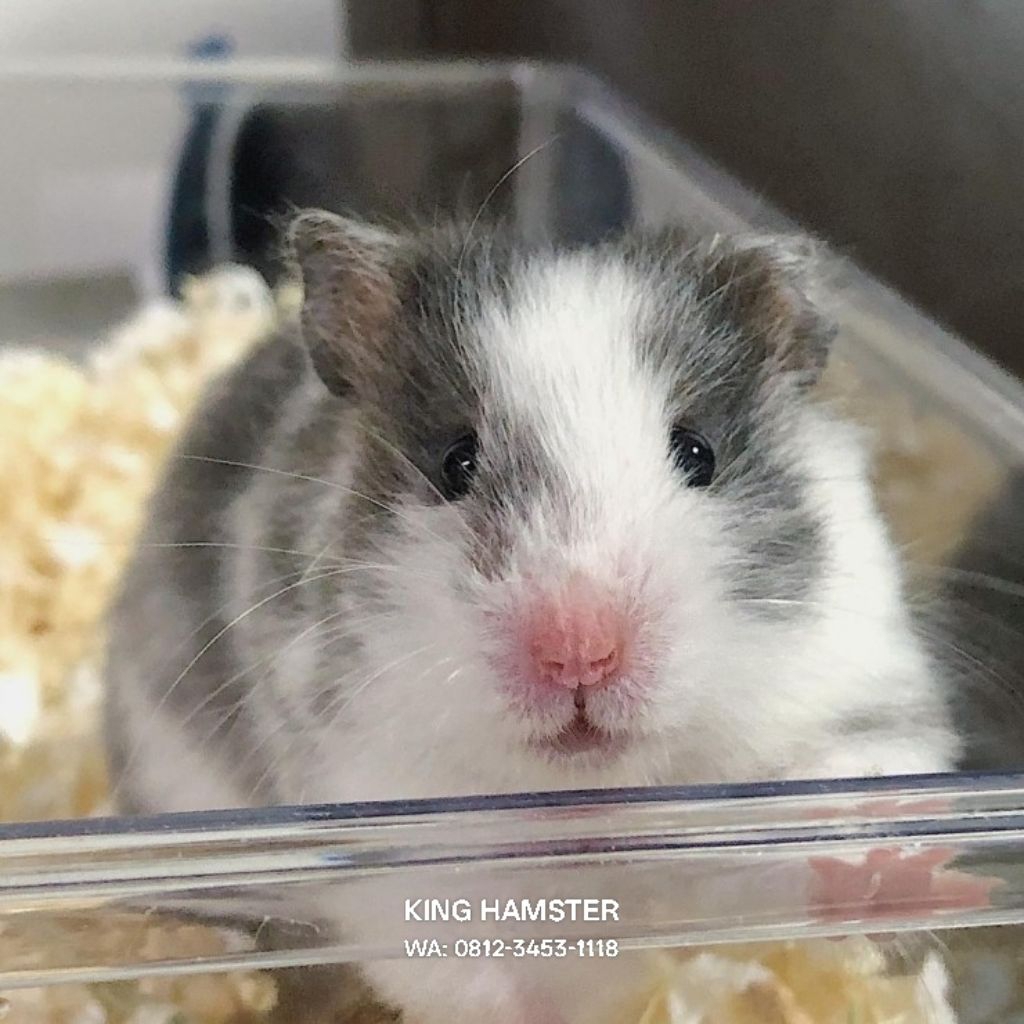 Hamster Syrian Gembul Dan Jinak / Hamster Lincah Lucu Termurah