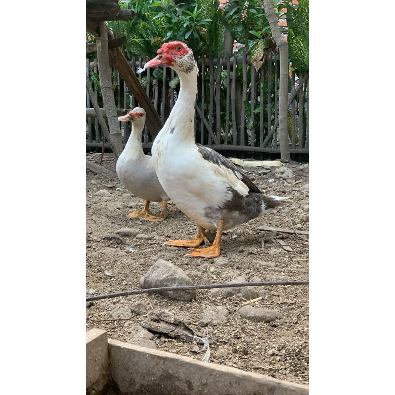 entok jumboo calon pejantan