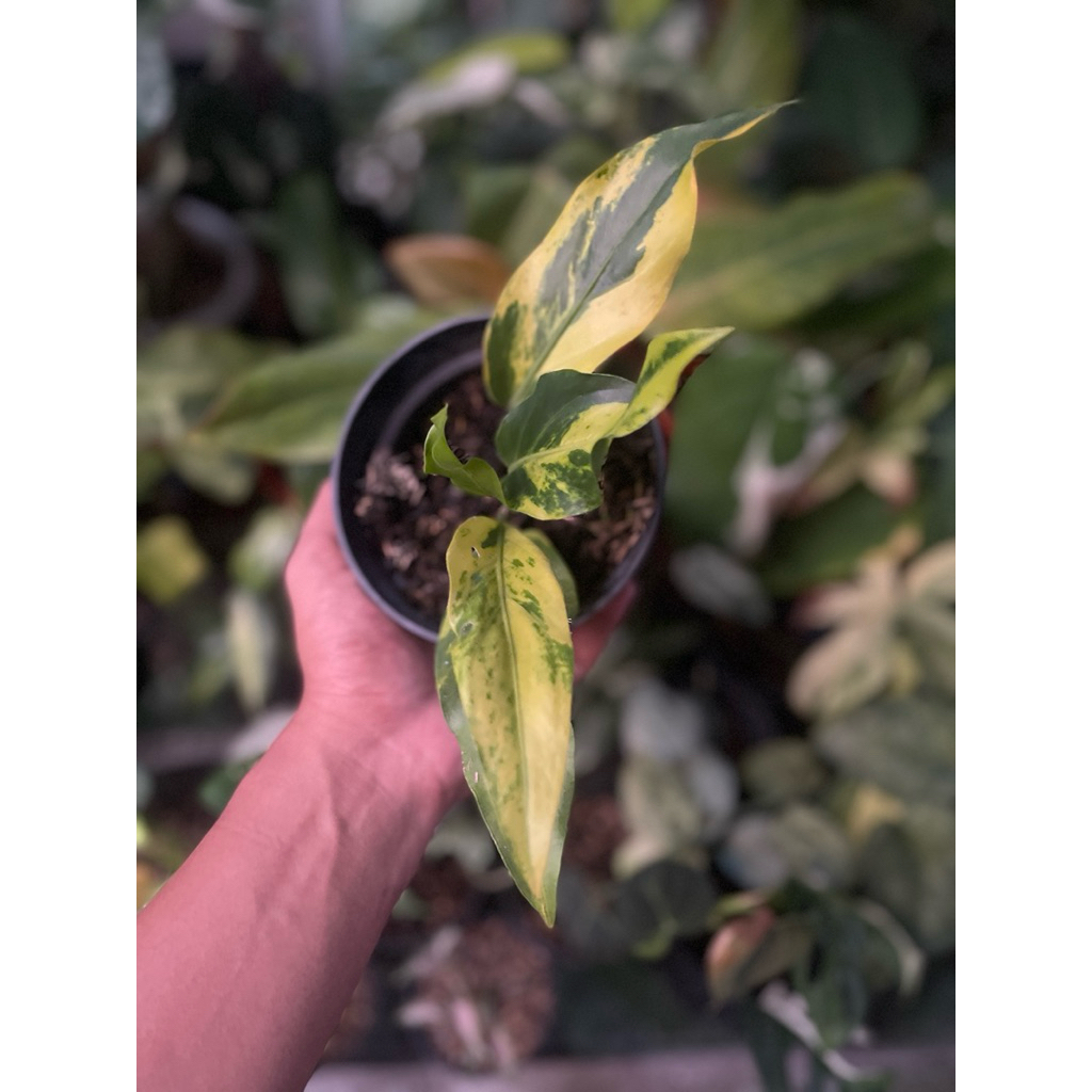 Anthurium Gelombang Cinta Varigata