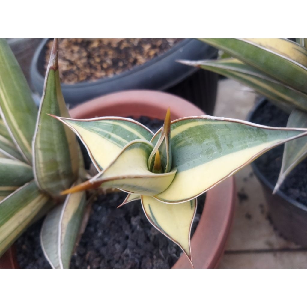sansevieria pingui varigata