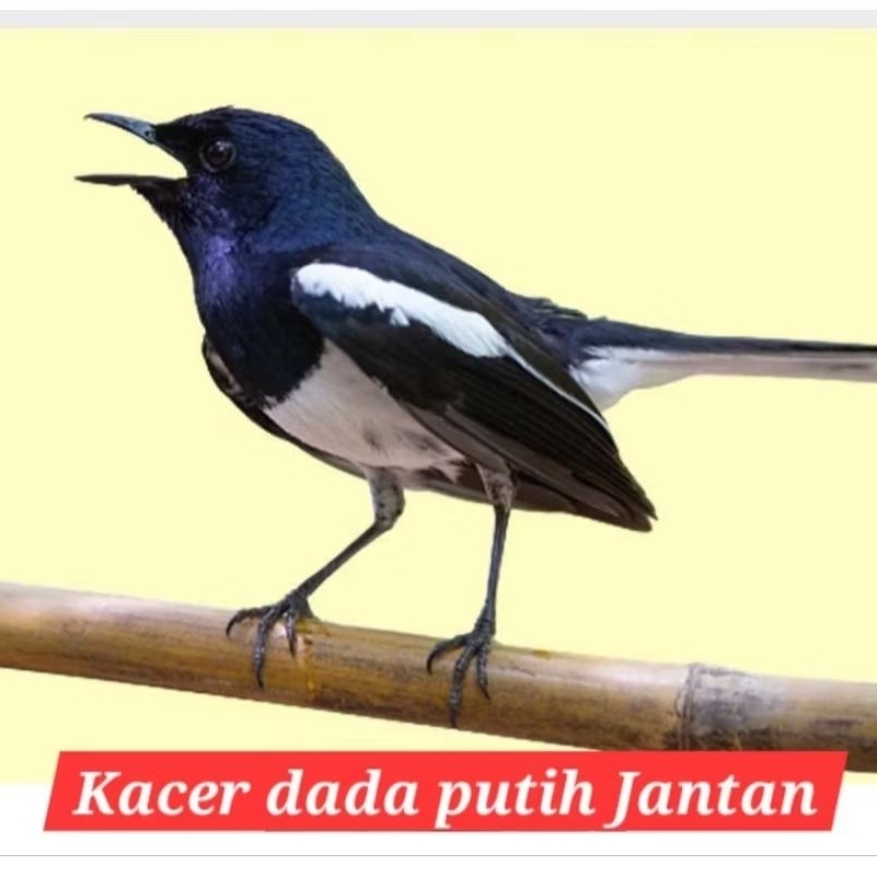 kacer dada putih jantan sudah bunyi jabar