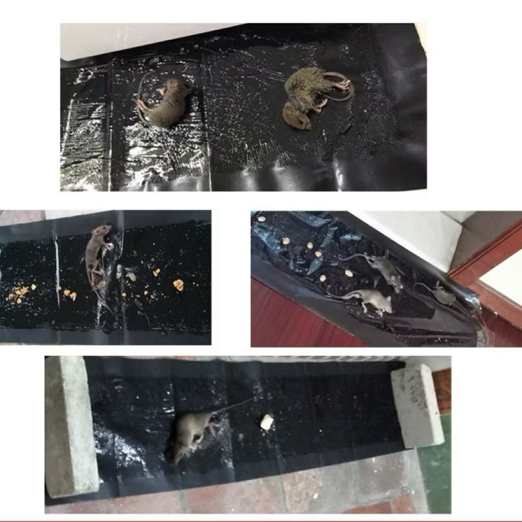 Stiker Perangkap Tikus Lem Besar 60cm/120cm Perangkap Tikus Stiker Tikus Kuat Harga Pabrik Grosir