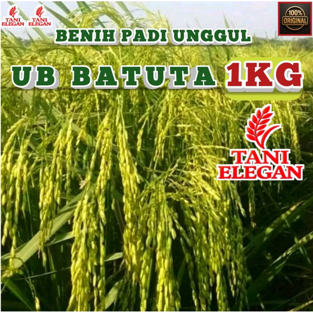 BENIH PADI UNGGUL UB 2 BATUTA KEMASAN 1KG