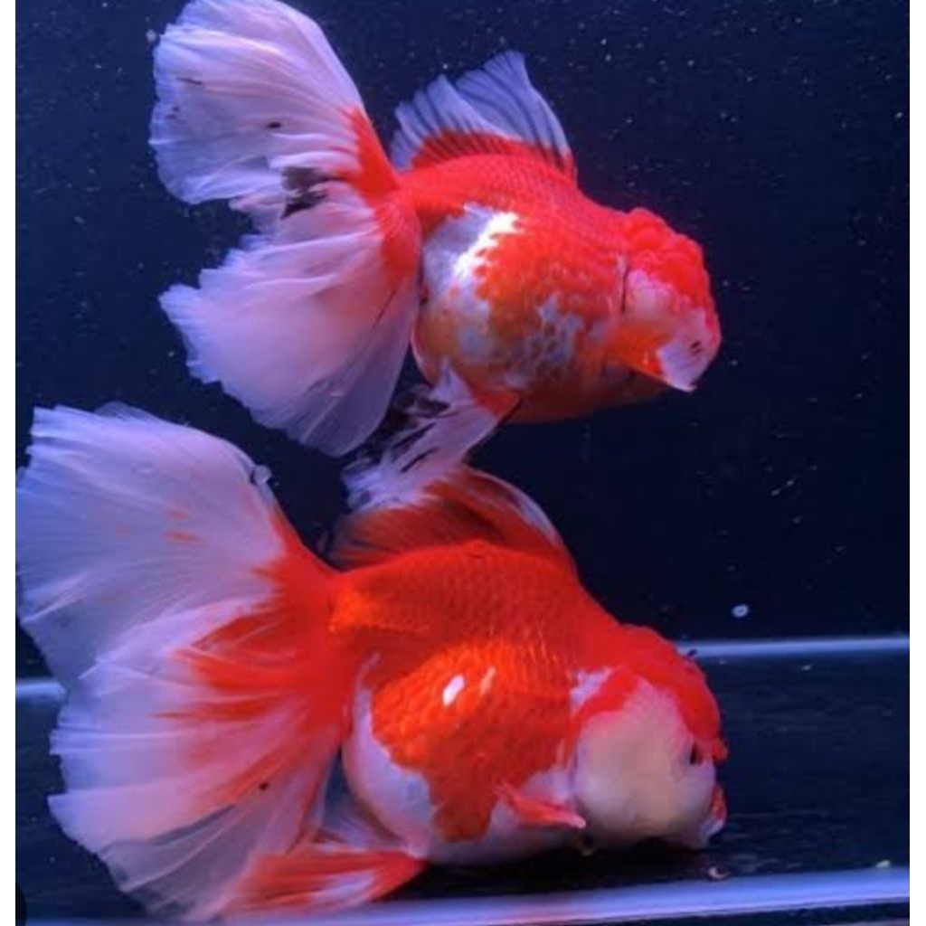 dekorasi Akuarium koki panda merah putih. Oranda panca warna