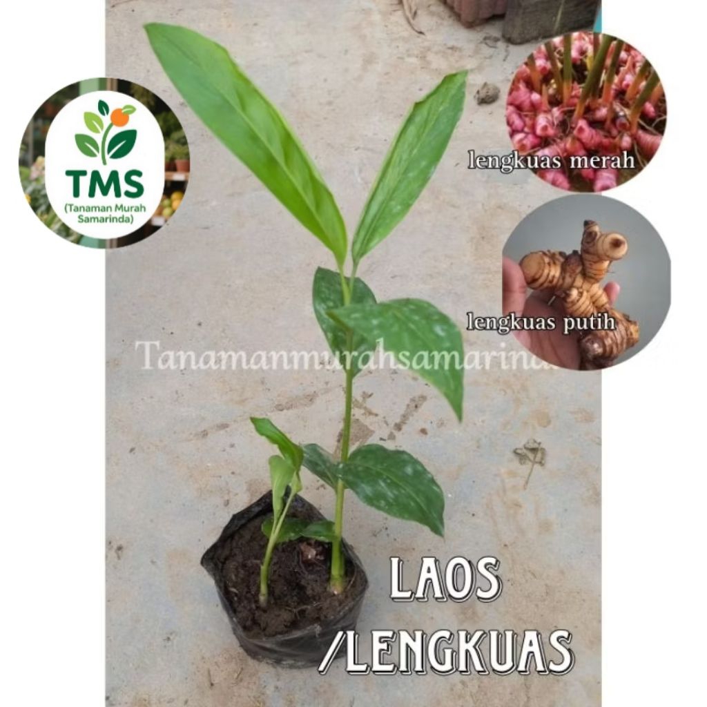 TMS~ Bibit Laos atau Lengkuas lengkuas merah lengkuas putih Berakar Bertunas bumbu masak