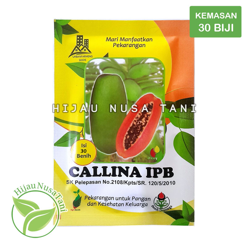 BENIH PEPAYA CALIFORNIA CALLINA IPB [ 30 biji / 30s / 0,5gr ] - bibit Pepaya kalifornia CALLINA IPB 