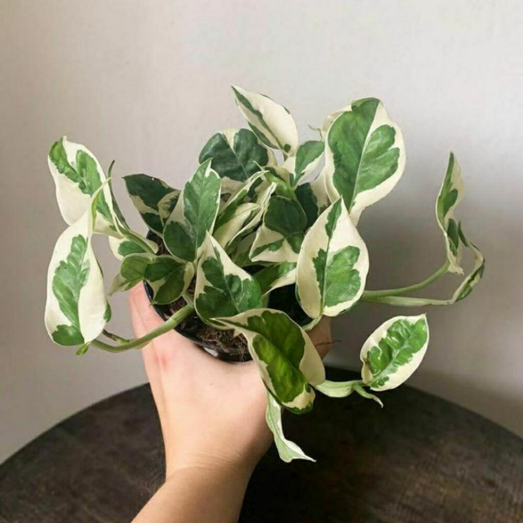 Tanaman Hias Sirih Gading N’Joy Variegata - Srigading koin Daun Putih Hijau – Cocok untuk Indoor & G